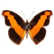 CATONEPHELE CORTESI